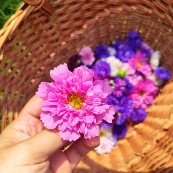 Fleurs comestibles - Fleurs à manger fraîches ou séchées FRANCE