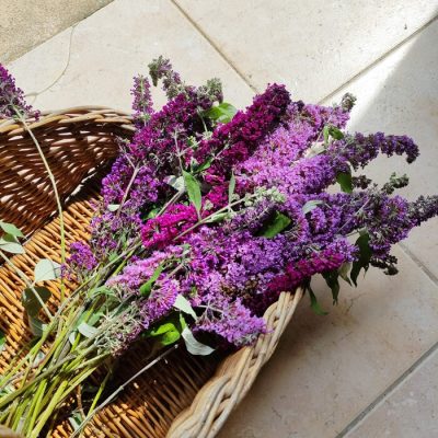 Fleurs séchées d'Arbre aux papillons - Vente fleurs séchées en ligne