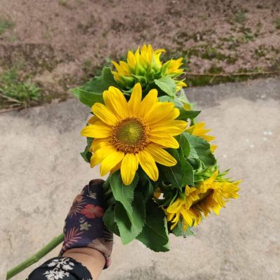 Nos fleurs sont cultivées en France dans notre ferme florale en plein cœur du Berry à Chezal-Benoît. Nous produisons des variétés de fleurs spécifiquement appropriées aux bouquets séchés et compositions durables. Grâce à un mode de culture sain (permaculture biologique), nous n’utilisons aucuns agents chimiques ou techniques motorisées polluantes. Nous faisons pousser, cueillions et séchons l'ensemble de nos végétaux à la main pour vous offrir un résultat de qualité pour vos arrangements floraux tout en valorisant une démarche écologique !